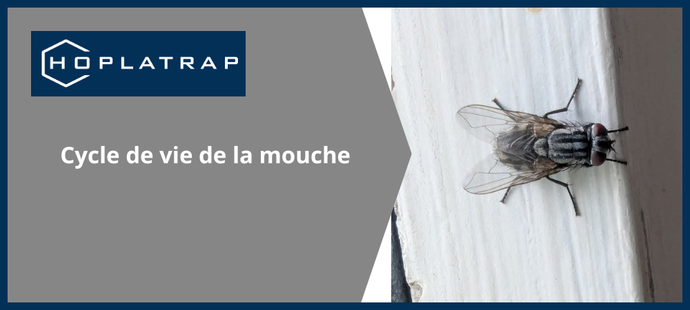 Lire la suite à propos de l’article Cycle de vie d’une mouche