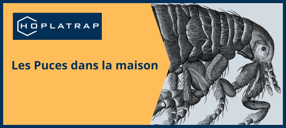 Lire la suite à propos de l’article Puce à la maison